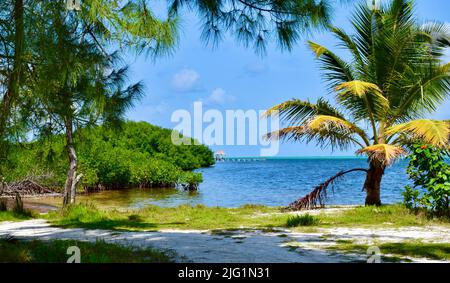 Ein Blick auf das Wasser, einige tropische Vegetation, und ein Pier in der Ferne auf Ambergris Caye, Belize, Karibik. Stockfoto