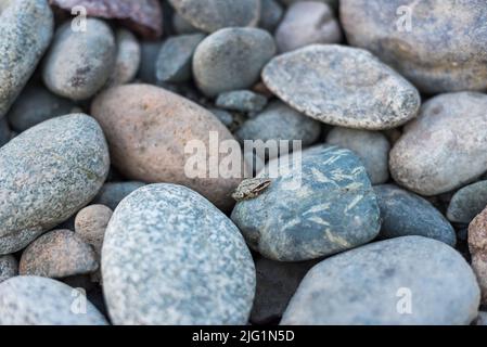 Pazifischer Chorfrosch, der auf Flusskieseln am Ufer des Similkameen River in Cawston, BC, Kanada, ruht. Stockfoto