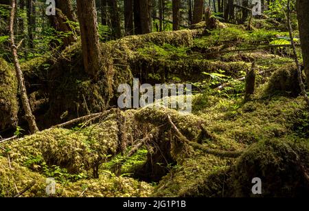 Moos und Pflanzen bedecken den Boden im gemäßigten Regenwald am Icy Strait Point in Alaska Stockfoto