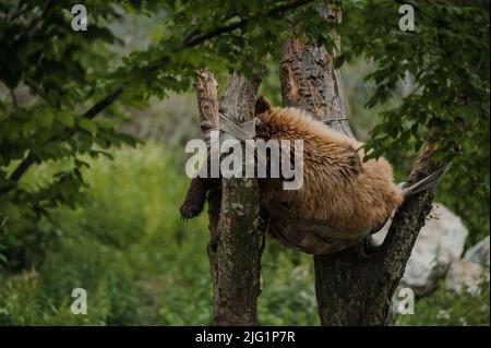 Der Bär schläft auf einem Baum. Bär im Wald Stockfoto