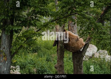 Der Bär schläft auf einem Baum. Bär im Wald Stockfoto