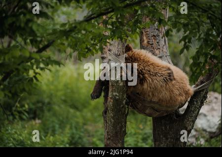 Der Bär schläft auf einem Baum. Bär im Wald Stockfoto