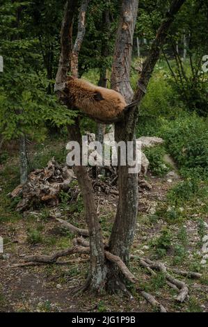 Der Bär schläft auf einem Baum. Bär im Wald Stockfoto