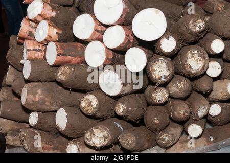 Cassava roh tuber - Manihot esculenta. Stockfoto