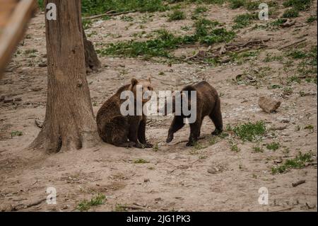 Zwei Bären spielen im Wald miteinander Stockfoto