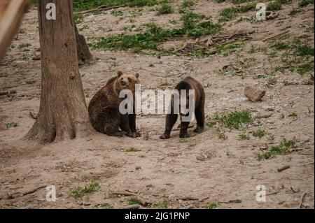 Zwei Bären spielen im Wald miteinander Stockfoto