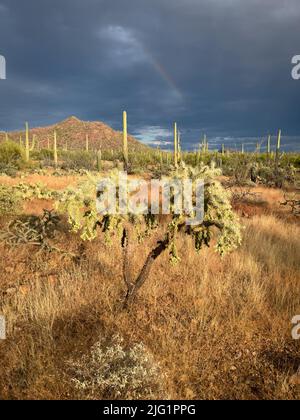 Regenbogen über den Bergen von Tucson und Saguaros Stockfoto