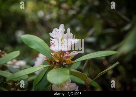 Rhododendrone in der Azalea und Rhododendron Park Kromlau, Sachsen, Deutschland Stockfoto