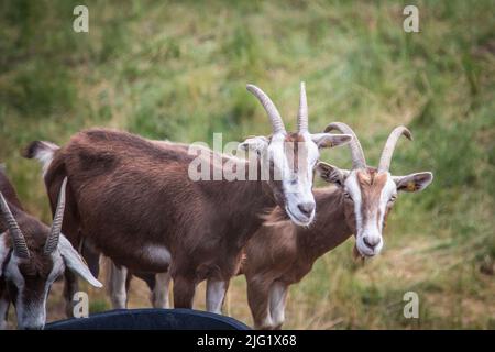 Eine Herde Togggenburger Ziegen, eine Milchziege aus der Schweiz Stockfoto