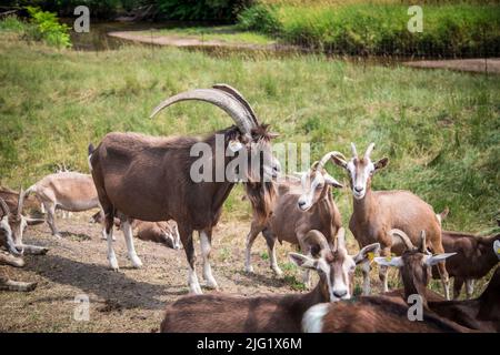 Eine Herde Togggenburger Ziegen, eine Milchziege aus der Schweiz Stockfoto