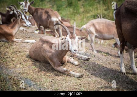 Eine Herde Togggenburger Ziegen, eine Milchziege aus der Schweiz Stockfoto