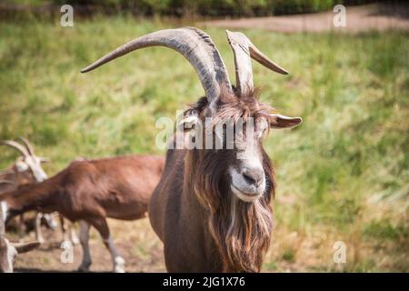 Togggenburger-HE-Ziege, eine Milchziege-Rasse aus der Schweiz Stockfoto