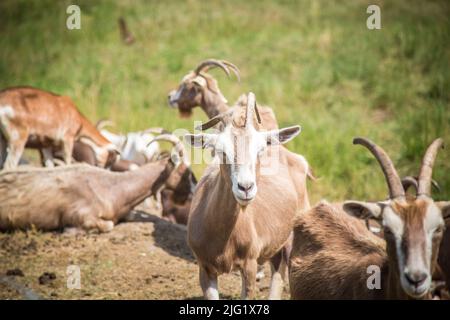 Eine Herde Togggenburger Ziegen, eine Milchziege aus der Schweiz Stockfoto