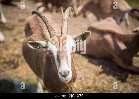 Eine Herde Togggenburger Ziegen, eine Milchziege aus der Schweiz Stockfoto