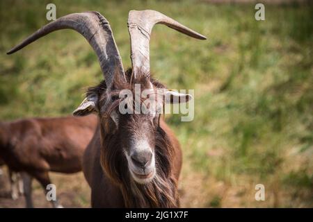 Togggenburger-HE-Ziege, eine Milchziege-Rasse aus der Schweiz Stockfoto