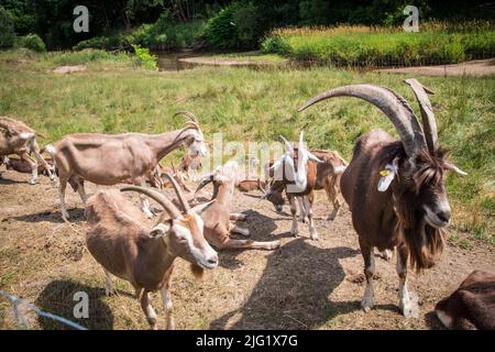 Eine Herde Togggenburger Ziegen, eine Milchziege aus der Schweiz Stockfoto