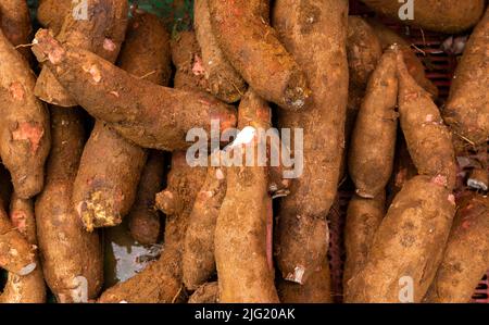 Cassava roh tuber - Manihot esculenta. Gesunde Ernährung Stockfoto