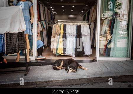 Bild eines streunenden, abadonierten Hundes, der sich ausruhte und in der Mitte schlief der Eingang zu einem Laden im Bezirk Eminonu im europäischen Teil von IS Stockfoto