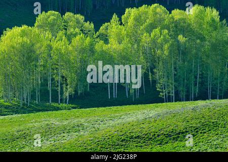 Aspen Trees in Gunnison National Forest, Colorado, USA Stockfoto