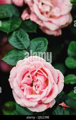 Nahaufnahme des wunderschönen rosa Rosenbusches im Garten Stockfoto