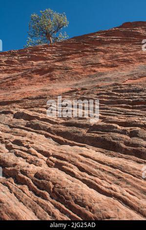 Sandsteinfelsen im Red Rock Canyon, Colorado Springs, CO Stockfoto