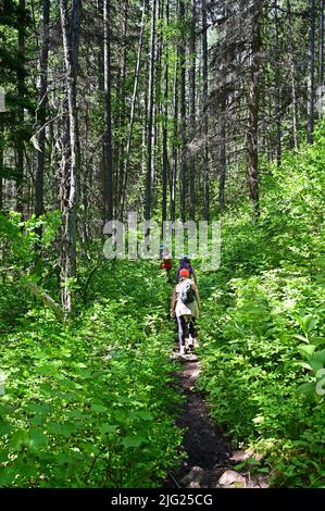 Junge Frauen wandern am sonnigen Sommertag auf dem Stanton Lake Trail in Great Bear Wilderness, Montana. Stockfoto