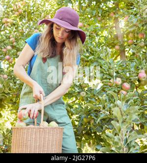 Serious Apple Farmer Ernte frisches Obst auf dem Bauernhof. Fokussierte junge Frau, die einen Korb verwendet, um reife Äpfel auf ihrem nachhaltigen Obstgarten zu pflücken und zu ernten Stockfoto