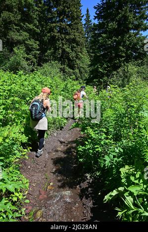 Junge Frauen wandern am sonnigen Sommertag auf dem Stanton Lake Trail in Great Bear Wilderness, Montana. Stockfoto