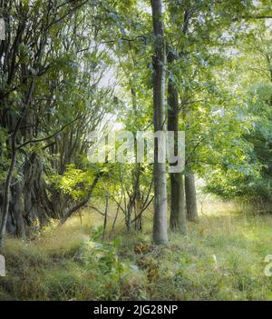 Die Sonne scheint auf hohen, unbebauten Bäumen in einem grünen Laubwald in Dänemark. Beruhigende Natur mit schönen üppigen grünen Ästen und Sträuchern, perfekt Stockfoto