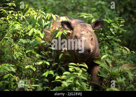 Ein Sumatra-Nashorn (Dicerorhinus sumatrensis) namens Andatu wandert ein Boma im Halb-in-situ-Nashornreservat, das vom Sumatran Rhino Sanctuary im Way Kambas National Park, Lampung, Indonesien, verwaltet wird. Andatu (männlich, geboren 2012) war das erste Nashorn, das je in Indonesien in Gefangenschaft geboren wurde, und ist der Vater eines Neugeborenen (weiblich) im Sumatran Rhino Sanctuary vom 2022. März. Insgesamt wurden im Heiligtum drei Kälber geboren – 2012 (Andatu), 2016 (Delilah, die Schwester von Andatu) und 2022 zusätzlich. Die Gesamtbevölkerung des Heiligtums beträgt nun acht. Stockfoto