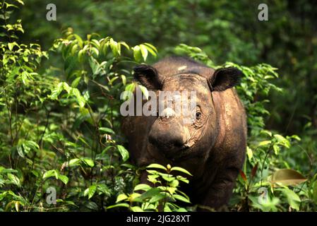 Ein Sumatra-Nashorn (Dicerorhinus sumatrensis) namens Andatu wandert ein Boma im Halb-in-situ-Nashornreservat, das vom Sumatran Rhino Sanctuary im Way Kambas National Park, Lampung, Indonesien, verwaltet wird. Andatu (männlich, geboren 2012) war das erste Nashorn, das je in Indonesien in Gefangenschaft geboren wurde, und ist der Vater eines Neugeborenen (weiblich) im Sumatran Rhino Sanctuary vom 2022. März. Insgesamt wurden im Heiligtum drei Kälber geboren – 2012 (Andatu), 2016 (Delilah, die Schwester von Andatu) und 2022 zusätzlich. Die Gesamtbevölkerung des Heiligtums beträgt nun acht. Stockfoto