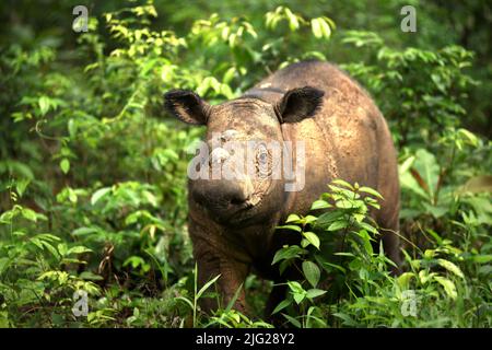 Ein Sumatra-Nashorn (Dicerorhinus sumatrensis) namens Andatu wandert ein Boma im Halb-in-situ-Nashornreservat, das vom Sumatran Rhino Sanctuary im Way Kambas National Park, Lampung, Indonesien, verwaltet wird. Andatu (männlich, geboren 2012) war das erste Nashorn, das je in Indonesien in Gefangenschaft geboren wurde, und ist der Vater eines Neugeborenen (weiblich) im Sumatran Rhino Sanctuary vom 2022. März. Insgesamt wurden im Heiligtum drei Kälber geboren – 2012 (Andatu), 2016 (Delilah, die Schwester von Andatu) und 2022 zusätzlich. Die Gesamtbevölkerung des Heiligtums beträgt nun acht. Stockfoto