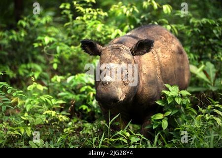 Ein Sumatra-Nashorn (Dicerorhinus sumatrensis) namens Andatu wandert ein Boma im Halb-in-situ-Nashornreservat, das vom Sumatran Rhino Sanctuary im Way Kambas National Park, Lampung, Indonesien, verwaltet wird. Andatu (männlich, geboren 2012) war das erste Nashorn, das je in Indonesien in Gefangenschaft geboren wurde, und ist der Vater eines Neugeborenen (weiblich) im Sumatran Rhino Sanctuary vom 2022. März. Insgesamt wurden im Heiligtum drei Kälber geboren – 2012 (Andatu), 2016 (Delilah, die Schwester von Andatu) und 2022 zusätzlich. Die Gesamtbevölkerung des Heiligtums beträgt nun acht. Stockfoto