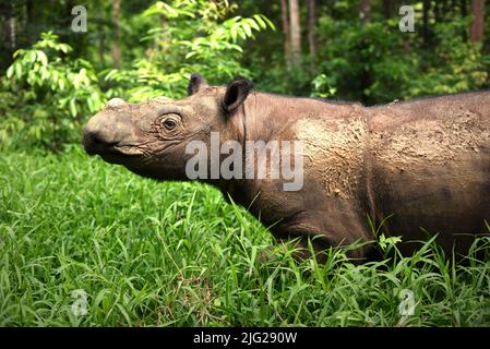 Ein Sumatra-Nashorn (Dicerorhinus sumatrensis) namens Andatu wandert ein Boma im Halb-in-situ-Nashornreservat, das vom Sumatran Rhino Sanctuary im Way Kambas National Park, Lampung, Indonesien, verwaltet wird. Andatu (männlich, geboren 2012) war das erste Nashorn, das je in Indonesien in Gefangenschaft geboren wurde, und ist der Vater eines Neugeborenen (weiblich) im Sumatran Rhino Sanctuary vom 2022. März. Insgesamt wurden im Heiligtum drei Kälber geboren – 2012 (Andatu), 2016 (Delilah, die Schwester von Andatu) und 2022 zusätzlich. Die Gesamtbevölkerung des Heiligtums beträgt nun acht. Stockfoto