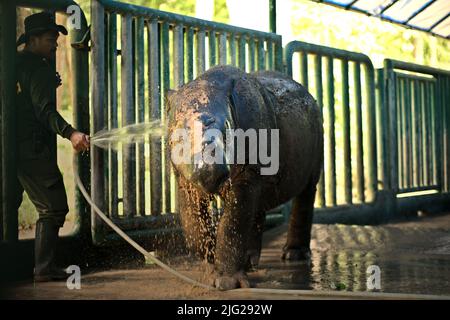 Ein Sumatra-Nashorn (Dicerorhinus sumatrensis) namens Andatu wird im Halb-in-situ-Nashornreservat gebadet, das vom Sumatran Rhino Sanctuary im Way Kambas National Park, Lampung, Indonesien, verwaltet wird. Andatu (männlich, geboren 2012) war das erste Nashorn, das je in Indonesien in Gefangenschaft geboren wurde, und ist der Vater eines Neugeborenen (weiblich) im Sumatran Rhino Sanctuary vom 2022. März. Insgesamt wurden im Heiligtum drei Kälber geboren – 2012 (Andatu), 2016 (Delilah, die Schwester von Andatu) und 2022 zusätzlich. Die Gesamtbevölkerung des Heiligtums beträgt nun acht. Stockfoto