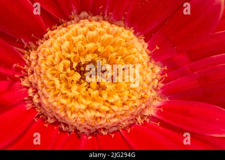 Nahaufnahme einer schönen roten Blume mit orangefarbenem Zentrum. Makroansicht der frischen, lebendigen und hellen, bunten Chrysanthemum Blume mit Detail Blütenblätter und Stockfoto