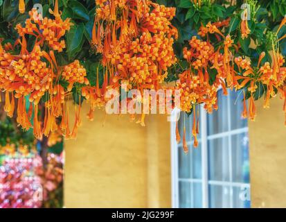 Nahaufnahme von Pyrostegia venusta Blumen blühen, blühen und hängen von einem grünen Baum. Zarte, frische Flamevine-Pflanzen aus Santa Cruz de La Palma Stockfoto