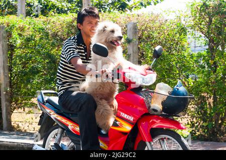 Großer Hund auf dem Motorrad mit jungen Mann, Lopburi (Lop Buri), Thailand, Südostasien, Asien Stockfoto