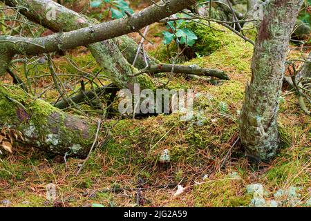 Blick auf alte trockene Pinien im Wald. Gefallene Kiefern nach einem Sturm oder starkem Wind, gelehnt und beschädigt. Grünes Moos oder Algen wachsen auf dem Baum Stockfoto