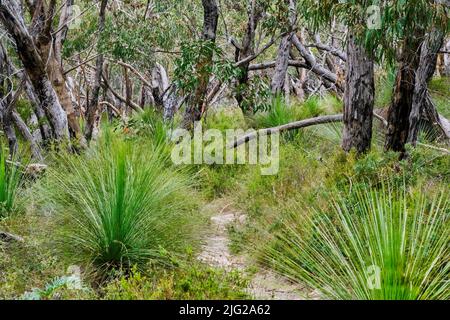 Trockenes Sclerophyll Stockfoto