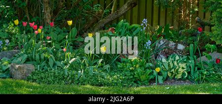 Weitwinkel eines bunten Blumengartens mit verschiedenen Pflanzen. Üppig grünes Blumenbeet mit Tulpen und Blautönen auf einem Rasen in einem Hinterhof. Lebendige Natur Stockfoto