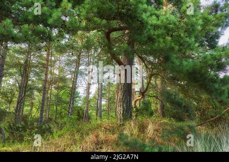 Grüner Wald mit üppigen Sträuchern und Kiefernblättern. Schönheit in der Natur mit beruhigenden Blattmustern im Regenwald oder Dschungel. Entspannendes Ambiente im Freien Stockfoto