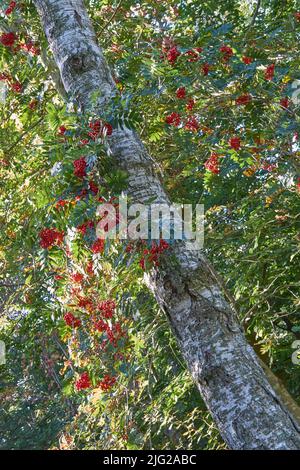 Rote Vogelbeeren wachsen auf einem hohen Baum in den Wäldern von unten. Bergasche wächst in einem dichten Wald im Himalaya. Natürlicher Lebensraum oder Stockfoto