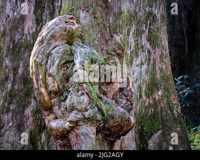 Baum-Gesichter Stockfoto