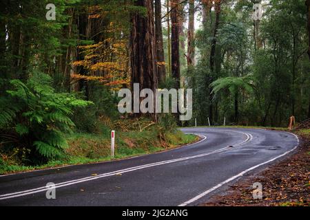 Eine Forststraße Stockfoto