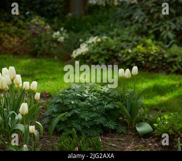 Tulpen wachsen in einem üppigen grünen Garten. Schöne blühende Pflanze blüht auf dem Rasen. Im Frühling blühen hübsche weiße Blumen im Grünen Stockfoto