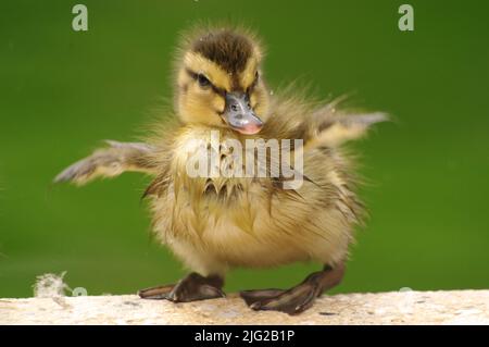 Ein Stockenten-Entlein testet seine Flügel. Stockfoto