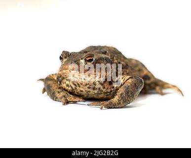 Gewöhnliche echte Kröte mit braunem Körper und schwarzen Punktmarkierungen auf trockener, rauer Haut, isoliert auf weißem Hintergrund mit Kopierraum. Ein Frosch, der bereit ist, herumzuhüpfen Stockfoto