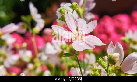 Blühender wilder Garten mit rosa Blütenmoschusmalve Malva Alcea links Malve vervain Malve oder Hollyhock Malve in der Sommerwiese. Wilde Malow-Pflanze Stockfoto