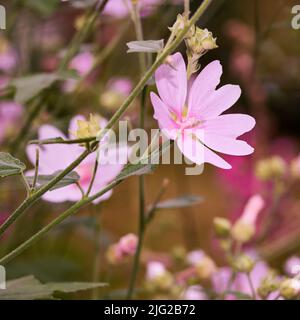 Malva moschata Moschus Malve blüht in einem Garten oder Feld im Freien. Nahaufnahme von schönen blühenden Pflanzen mit rosa Blütenblättern blühenden und Stockfoto